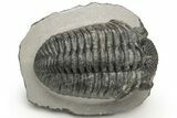 Large Phacopid (Drotops) Trilobite - Nice Eye Facets #235807-2